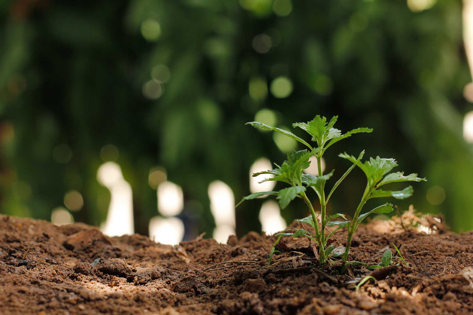 Corporate Social Responsibility